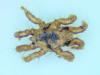 Spinturnix myoti